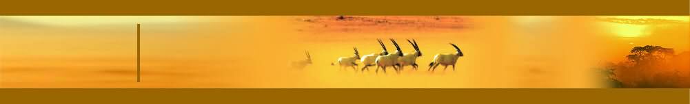 Banner Oryx T04